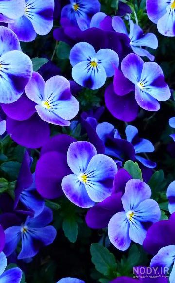 عکس گل های زیبا برای پس زمینه گوشی