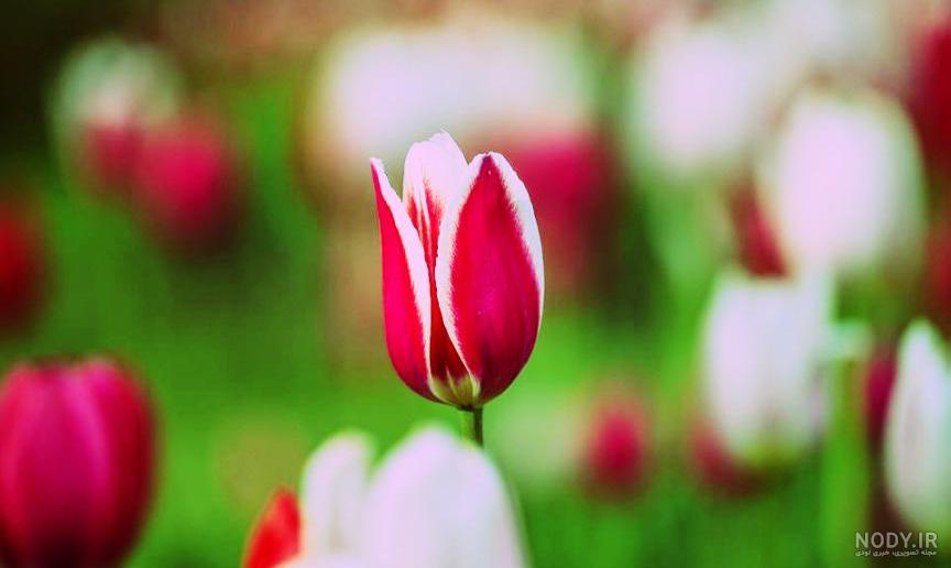 عکس گل های زیبا برای پس زمینه گوشی
