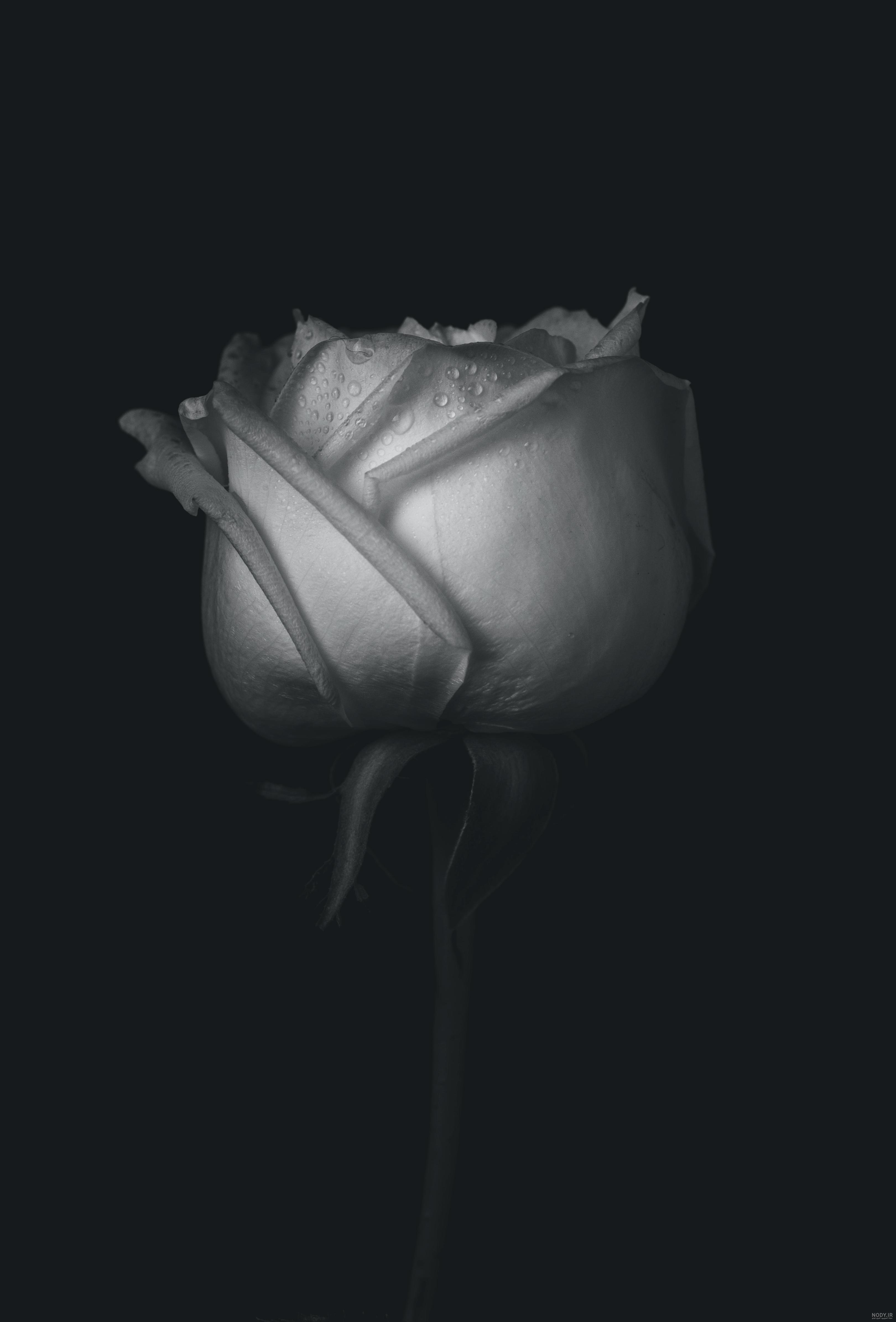 عکس گل لاله برای پروفایل عکس گل لاله برای پروفایل