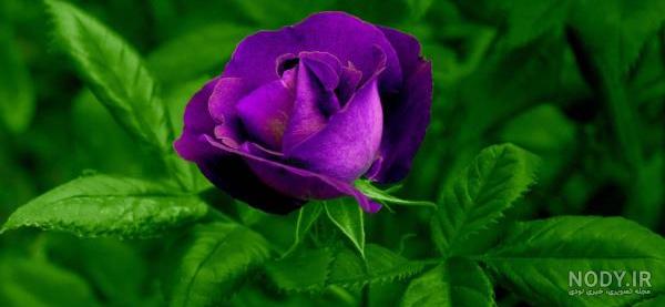 عکس گل واقعی زیبا