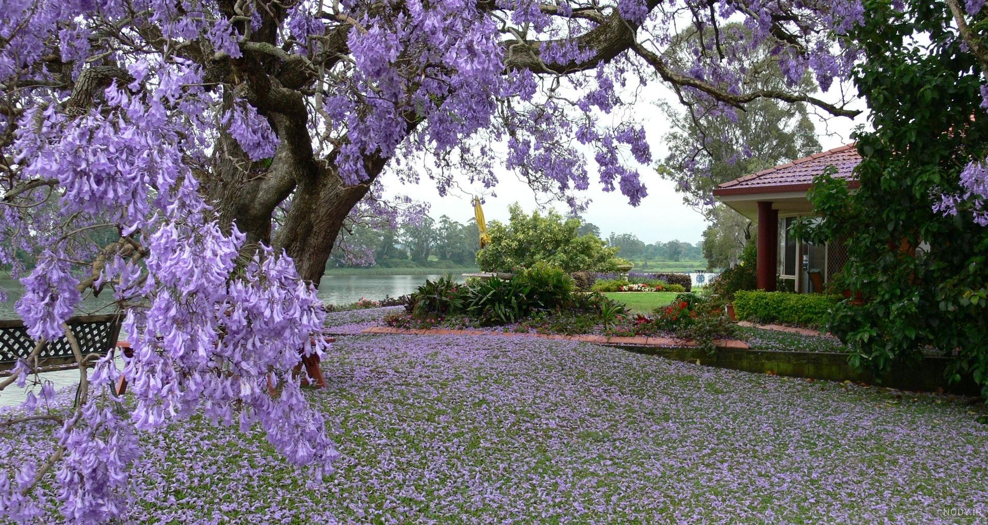 عکسهای زیبا از طبیعت بهاری