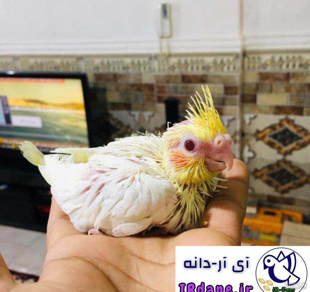 فرارو | قیمت فنچ و سهره چند؟ فرارو | قیمت فنچ و سهره چند؟