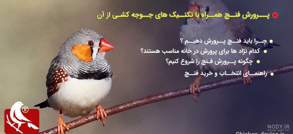 فنچ | عکس جوجه فنچ فنچ | عکس جوجه فنچ