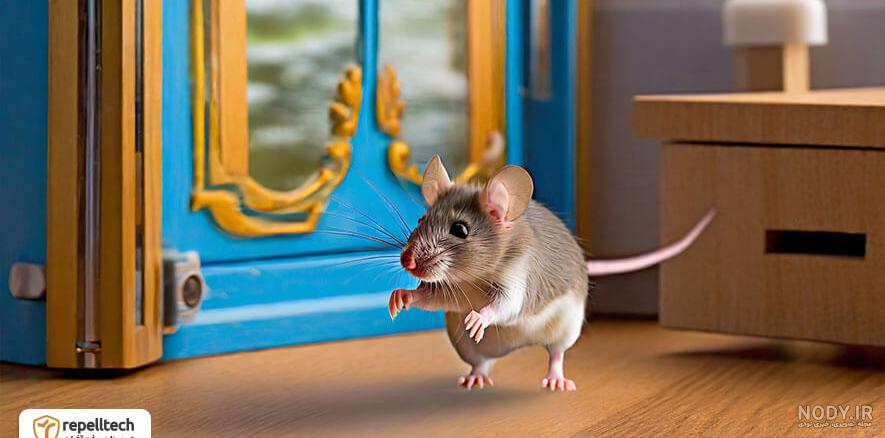 ماجرای به وجود آوردن نوزاد از ژن های دو موش نر چیست؟ ماجرای به وجود آوردن نوزاد از ژن های دو موش نر چیست؟