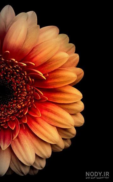 مجموعه عکس گل و عکس نوشته برای بکگراند، پروفایل و استوری - ستاره