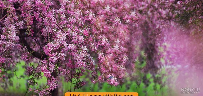 مجموعه والپیپرهای گل برای گوشی مجموعه والپیپرهای گل برای گوشی