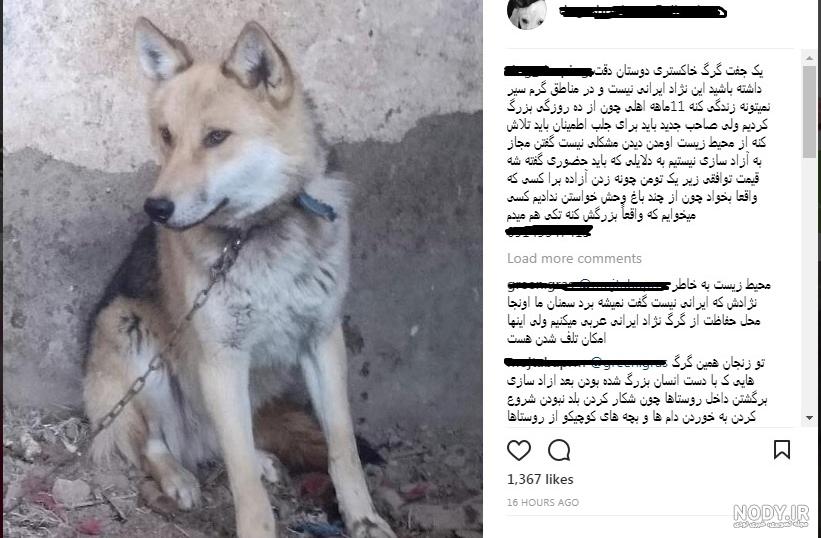 معرفی انواع گرگ ها