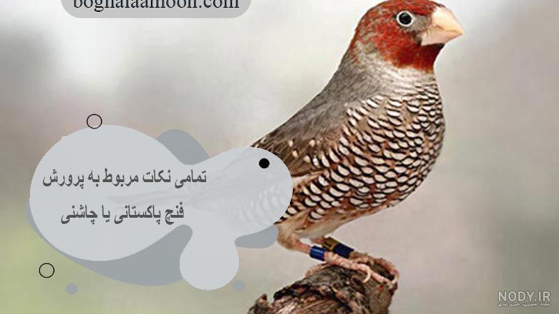 همه چیز درباره پرورش و نگهداری از جوجه فنچ - ستاره همه چیز درباره پرورش و نگهداری از جوجه فنچ - ستاره