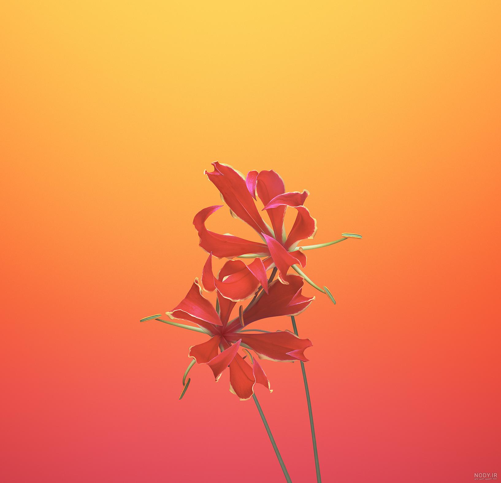 والپیپر گل زرد برای گوشی والپیپر گل زرد برای گوشی