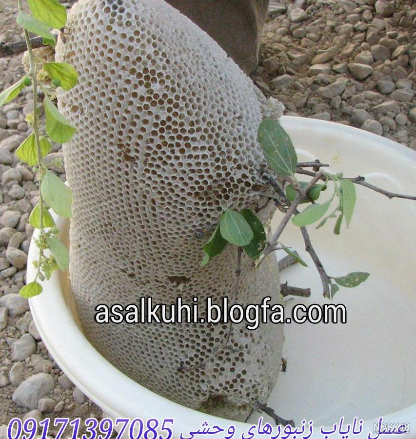 ویدئو) این جوان ترکیه ای مشهور یک کندوی عسل وحشی بزرگ از دل کوه بیرون کشید! ویدئو) این جوان ترکیه ای مشهور یک کندوی عسل وحشی بزرگ از دل کوه بیرون کشید!