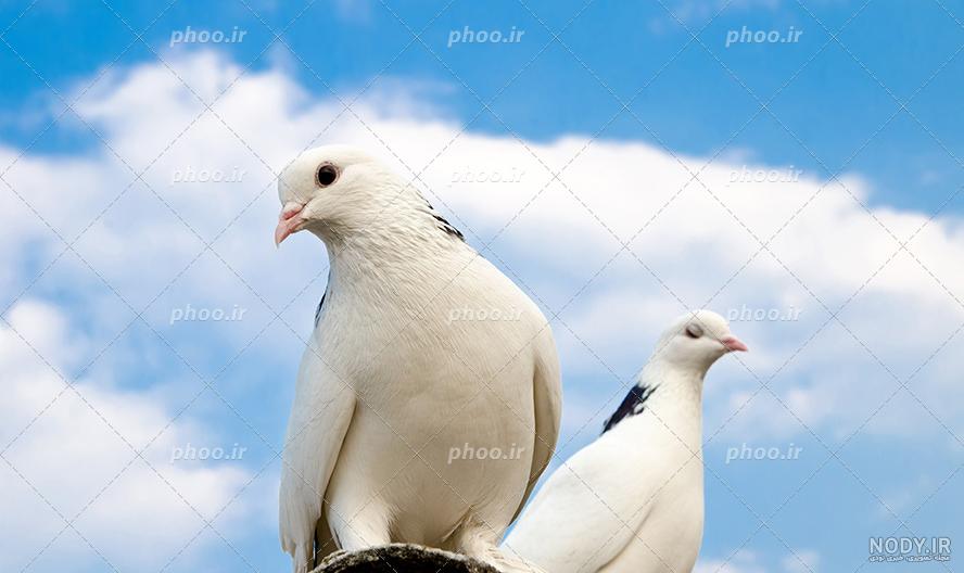 پخش مرغ پرنده بال نمایش پرواز در آسمان آبی پس زمینه 1427764