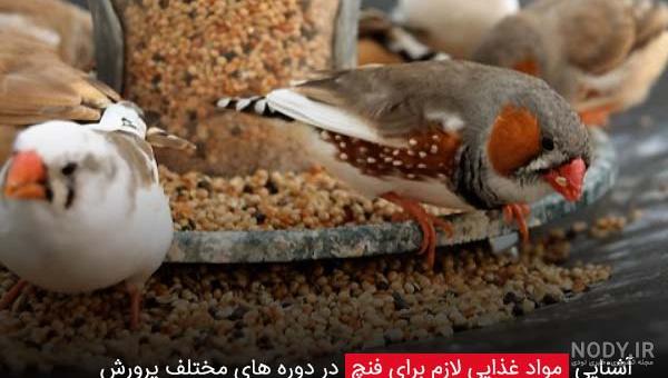 پرورش فنچ به روش صحیح و اصولی همراه با تکنیک های جوجه کشی فنچ - پرورش فنچ به روش صحیح و اصولی همراه با تکنیک های جوجه کشی فنچ -