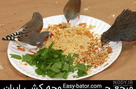 پرورش فنچ | نکات مهم در نگهداری و جوجه کشی فنچ (سهره) پرورش فنچ | نکات مهم در نگهداری و جوجه کشی فنچ (سهره)