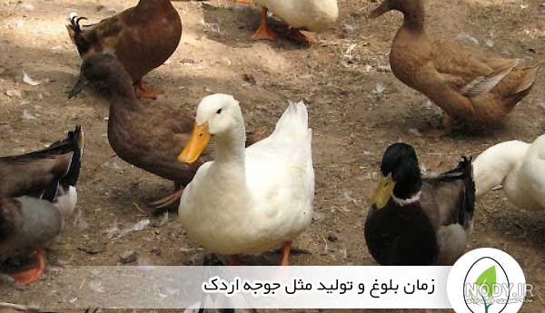 کلیپ حیوانات|جوجه اردک های بامزه کلیپ حیوانات|جوجه اردک های بامزه