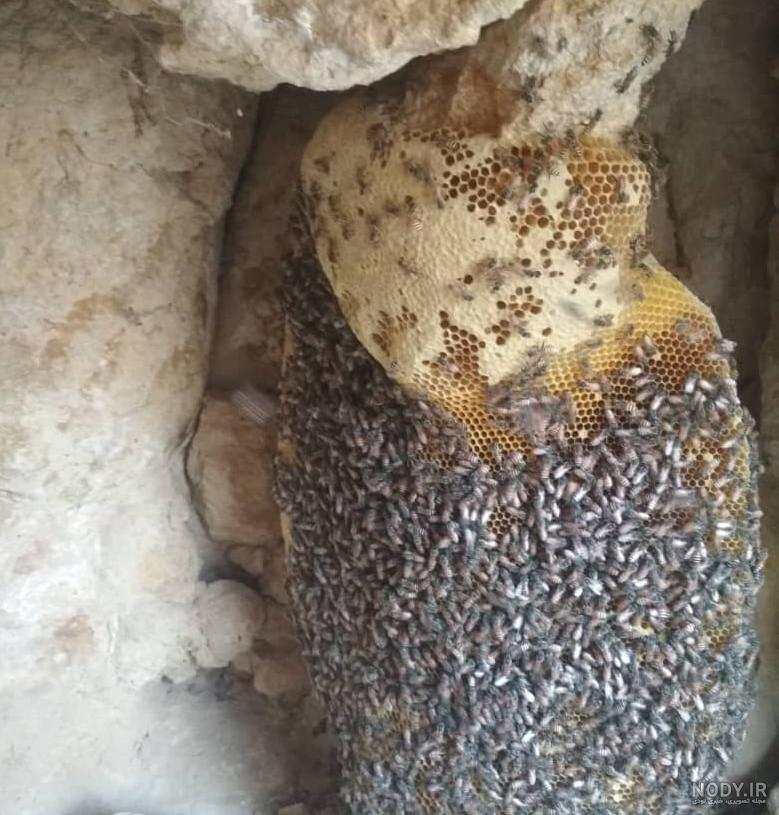 گالری عکس زنبورستان – خرید عسل طبیعی - فروشگاه اینترنتی عسل طبیعی عسل کده گالری عکس زنبورستان – خرید عسل طبیعی - فروشگاه اینترنتی عسل طبیعی عسل کده