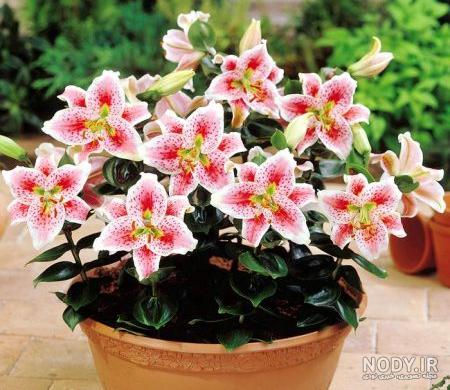 گل لیلیوم قرمز flower lily drops