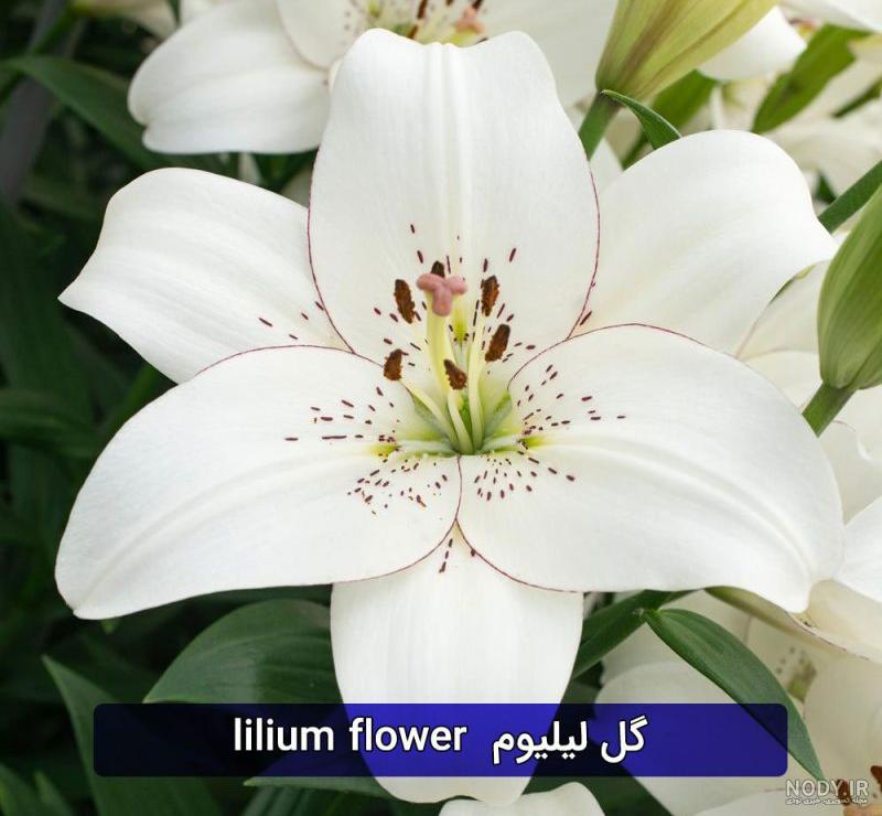 گل لیلیوم یا سوسن - انواع گل لیلی و نماد lily flower + عکس این گل زیبا |  اطلس گل | Atlas Flower