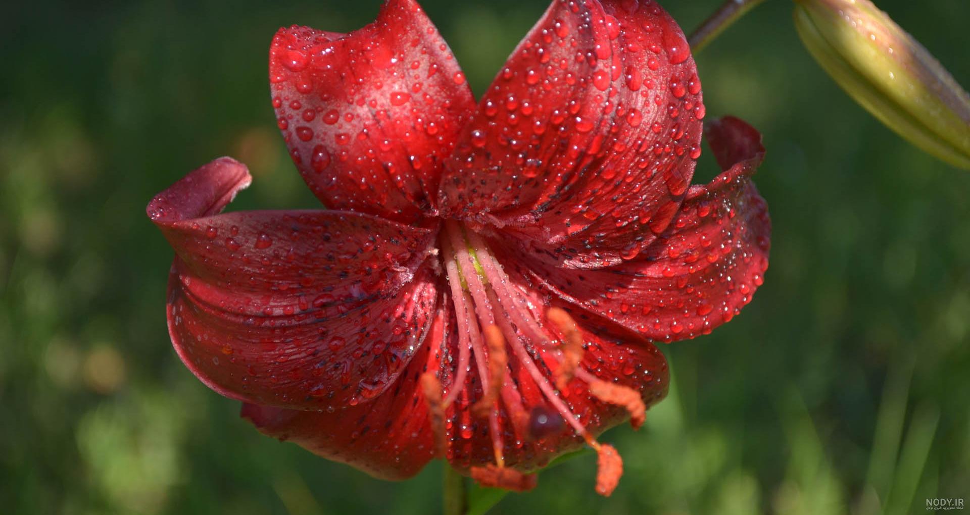 گل لیلیوم یا سوسن - انواع گل لیلی و نماد lily flower + عکس این گل زیبا |  اطلس گل | Atlas Flower