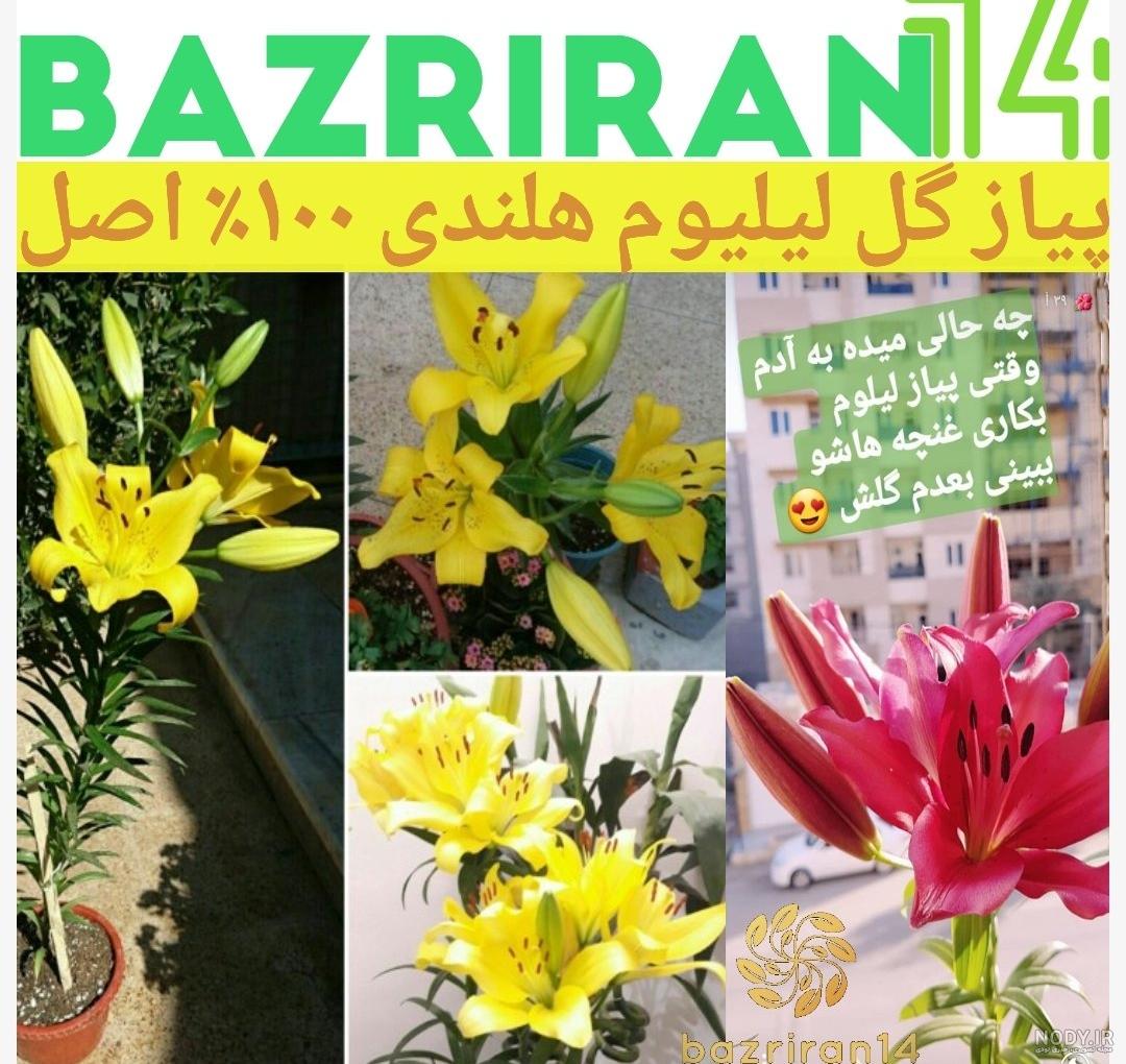 گل لیلیوم یا سوسن جز محبوب ترین گل های تزیینی - فروشگاه اینترنتی سرچنار