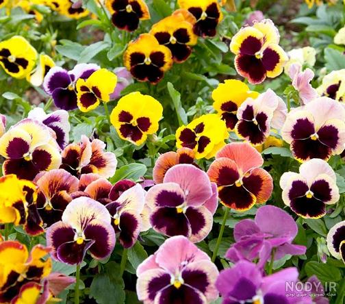گیاه بنفشه چیست و چگونه گل بنفشه دارویی برای آرامش روح مفید است؟ | دکترطب