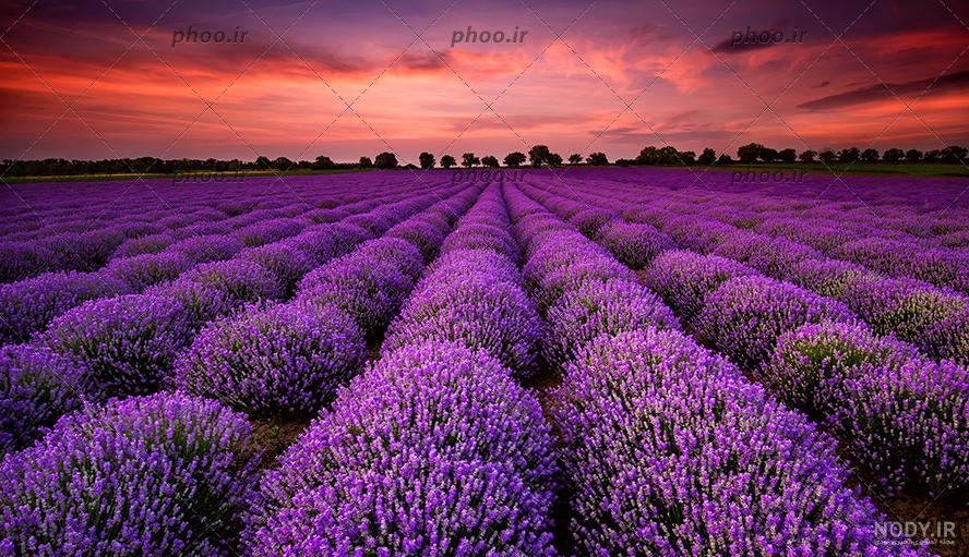 عکس آسمان بنفش