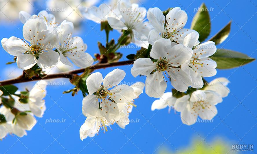 25 زیباترین عکس شکوفه های بهاری برای پروفایل + تصاویر طبیعت فصل بهار -  تبریکده