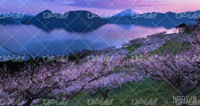 50 عکس شکوفه گیلاس بهاری با کیفیت بسیار بالا