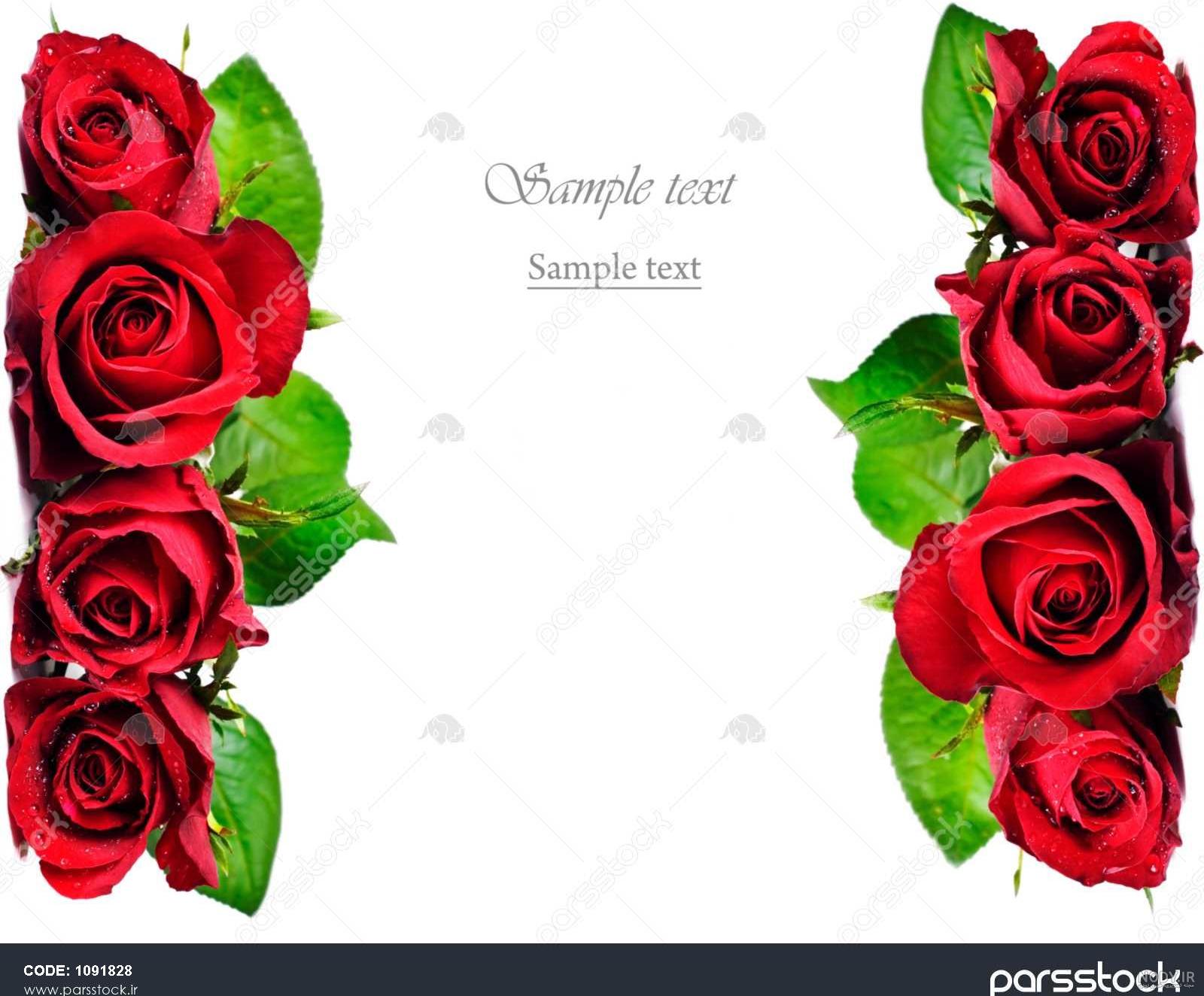 16 عکس گل رز قرمز زیبا و عاشقانه در برف برای پروفایل