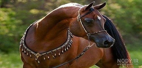 تصاویری از زیبا ترین اسب جهان تصاویری از زیبا ترین اسب جهان