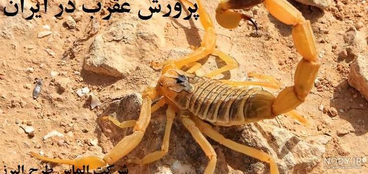 تصاویری از غول‌پیکرترین عقرب جهان با ۴۰ سانتی‌متر طول / فیلم