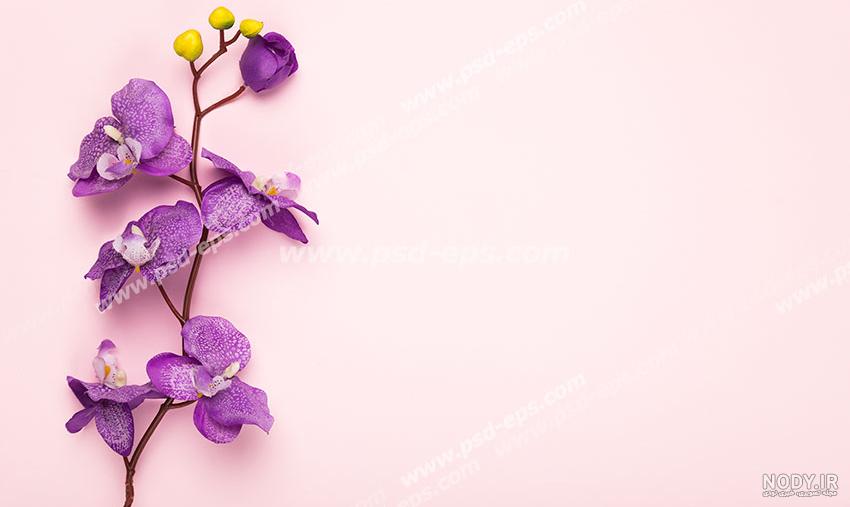 خرید و قیمت دانلود عکس گل رز زرد صورتی روشن از آفتاب در باغ انگلیسی | ترب