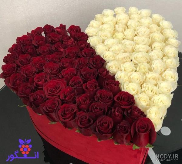 دانلود 27 تصویر گل رز قرمز و صورتی با بک گراند سفید (تصاویر استوک) 93441 -  پی اس دی فا