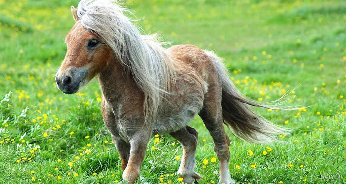 دانلود عکس اسب سیاه مسابقه ای با بدن زیبا و براق خیره کننده دانلود عکس اسب سیاه مسابقه ای با بدن زیبا و براق خیره کننده