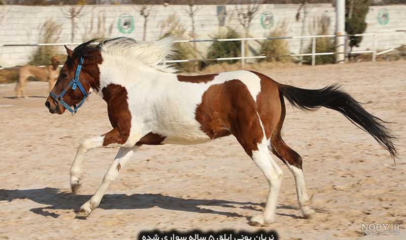 دانلود عکس چهره اسب سیاه دانلود عکس چهره اسب سیاه