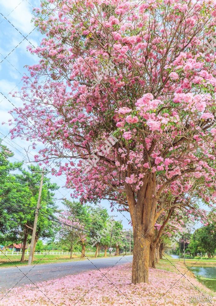 درخت - پنجره ای به دنیای کودکان
