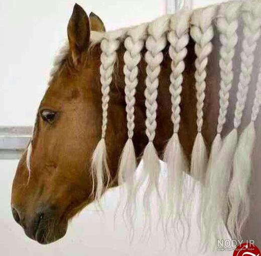 زیباترین اسب ایران انتخاب شد + تصاویر - همشهری آنلاین زیباترین اسب ایران انتخاب شد + تصاویر - همشهری آنلاین