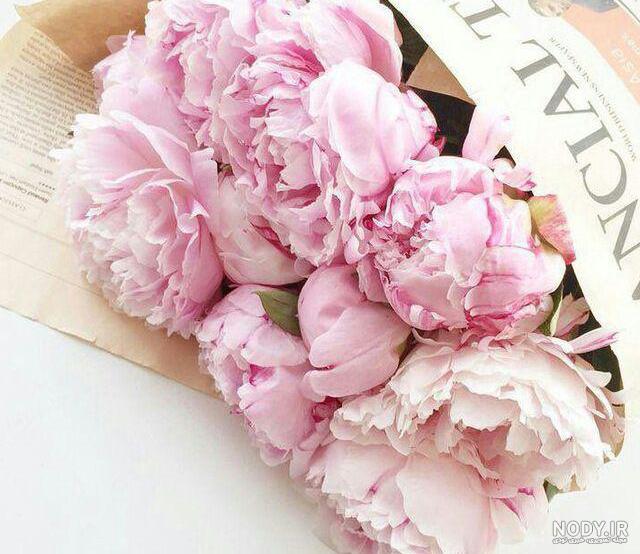 شاخه گل رز صورتی روشن زیبا light pink rose