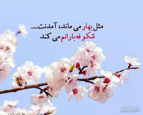 عکس آمدن بهار