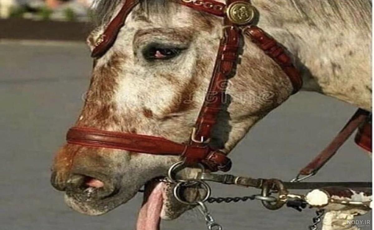 عکس اسب زیبا و قشنگ عکس اسب زیبا و قشنگ