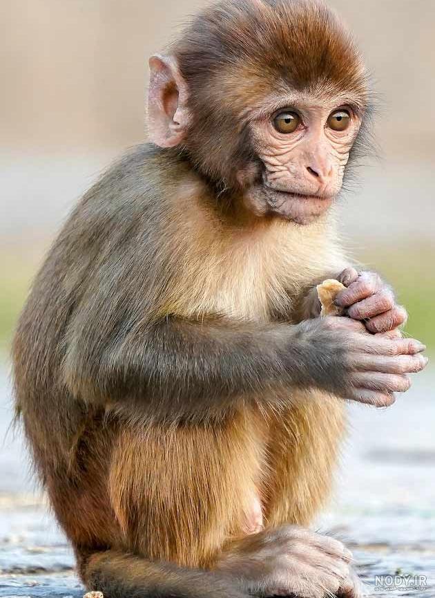 عکس بامزه بچه گوریل gorilla monkey baby