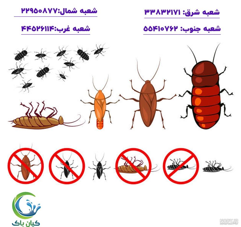 عکس بچه سوسک بالدار