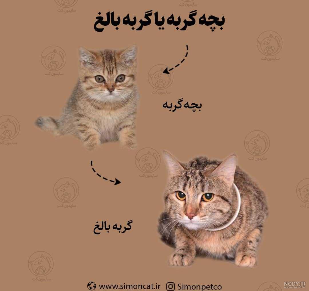 عکس بچه گربه عصبانی