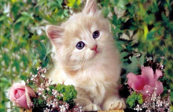 عکس بچه گربه های کوچولو و ناز عکس بچه گربه های کوچولو و ناز