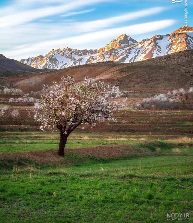 عکس زیبای بهاره افشاری