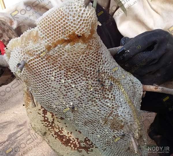 عکس عسل طبیعی کوهی