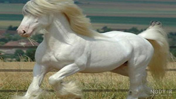 عکس قشنگ ترین اسب جهان عکس قشنگ ترین اسب جهان