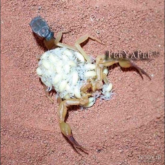 عکس نوزاد عقرب