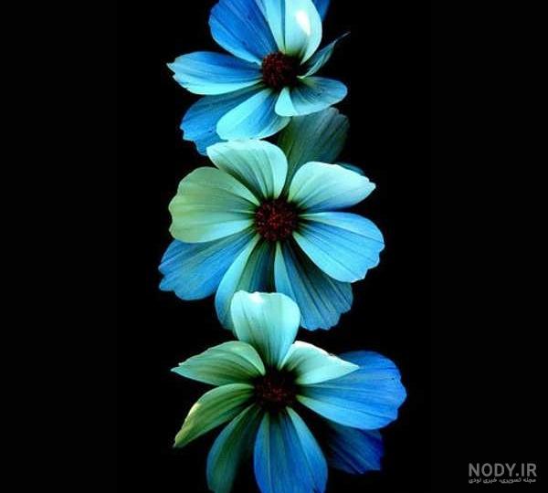 عکس پروفایل گل ، تصاویر گل های عاشقانه و فانتزی زیبا برای پروفایل عکس پروفایل گل ، تصاویر گل های عاشقانه و فانتزی زیبا برای پروفایل