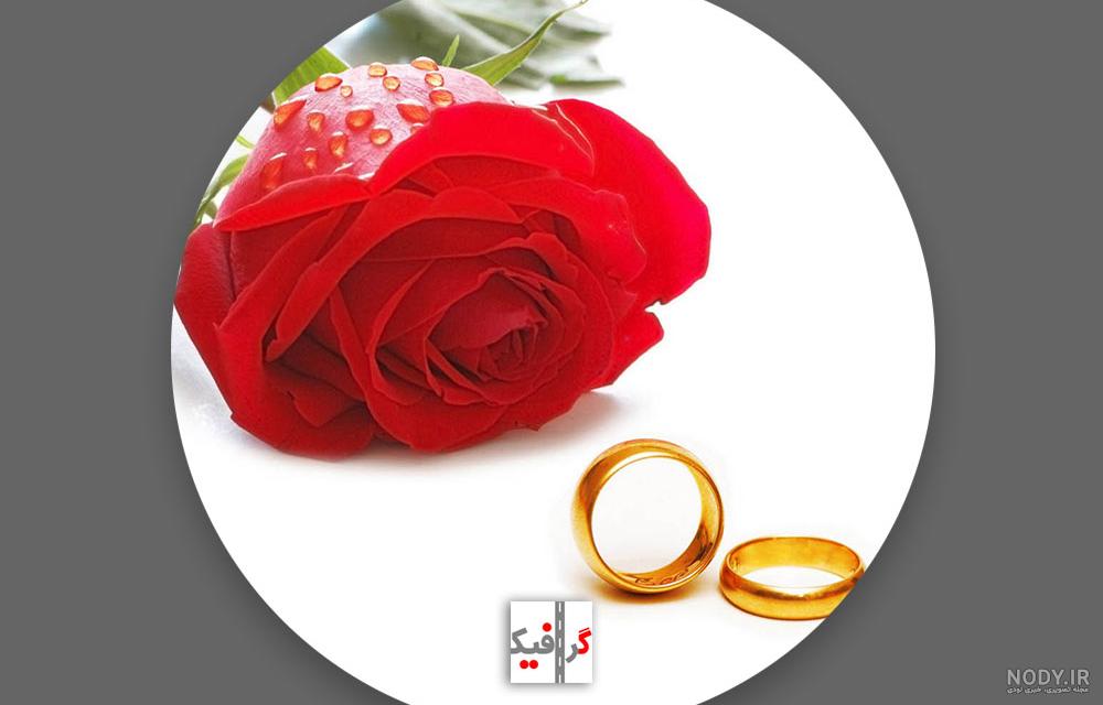 عکس گل برای پروفایل گل رز - عکس نودی