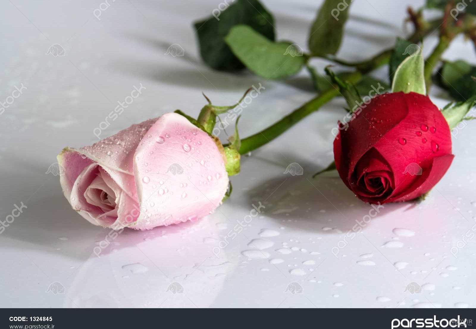 عکس گل رز آبی و قرمز و سفید